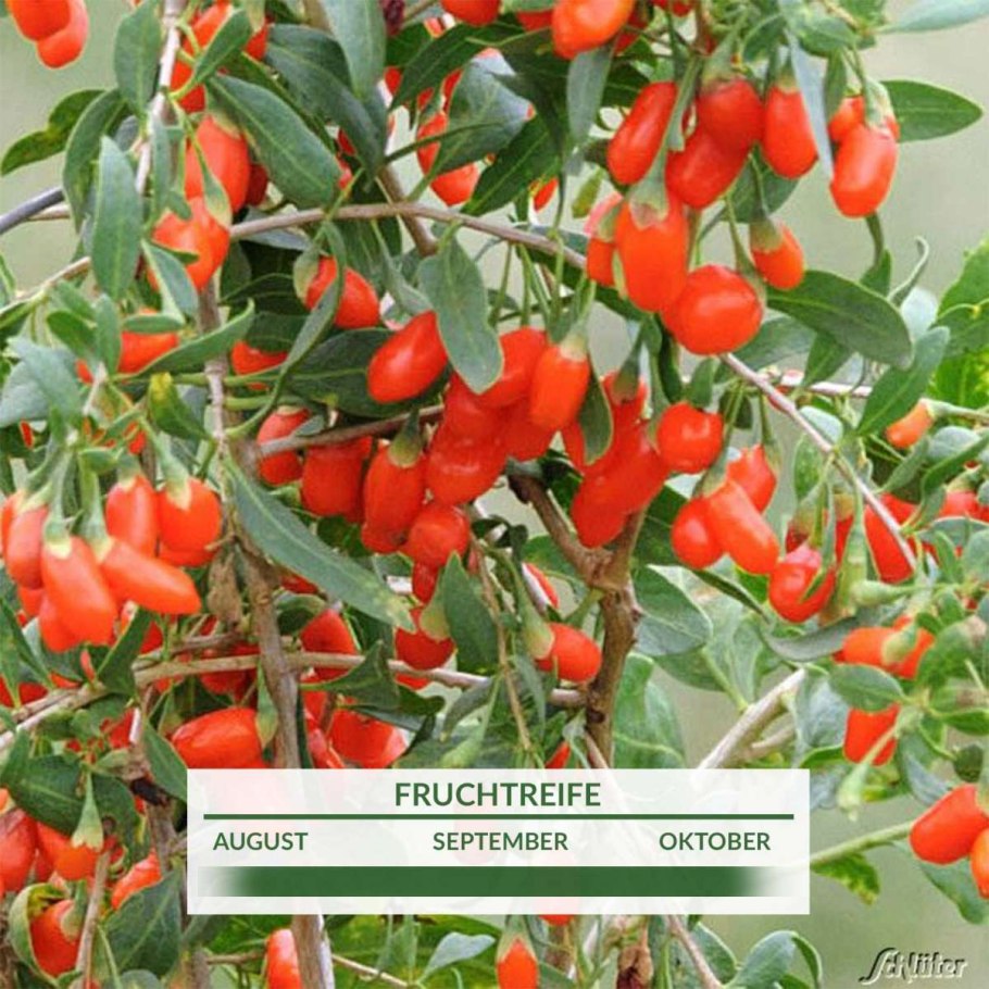 Дереза обыкновенная годжи