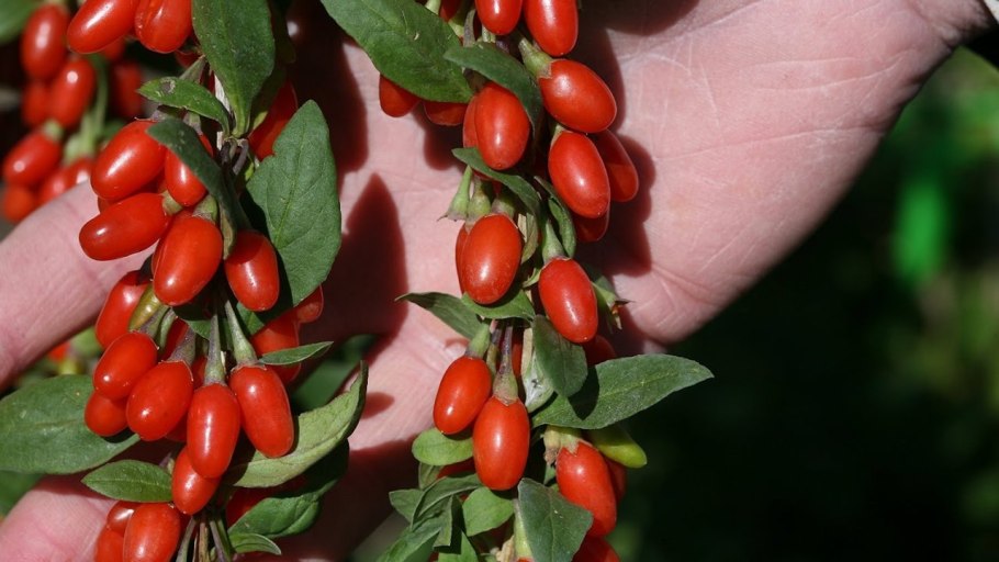Дереза обыкновенная ягоды годжи