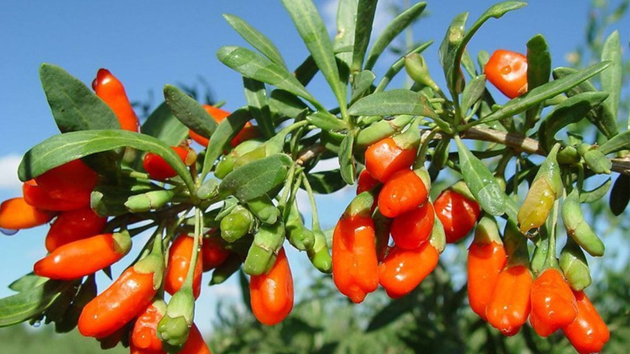 Дереза обыкновенная ягоды годжи