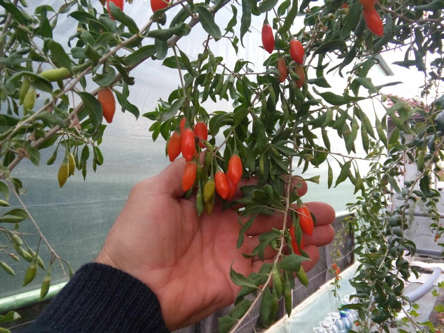 Ягоды годжи дерево