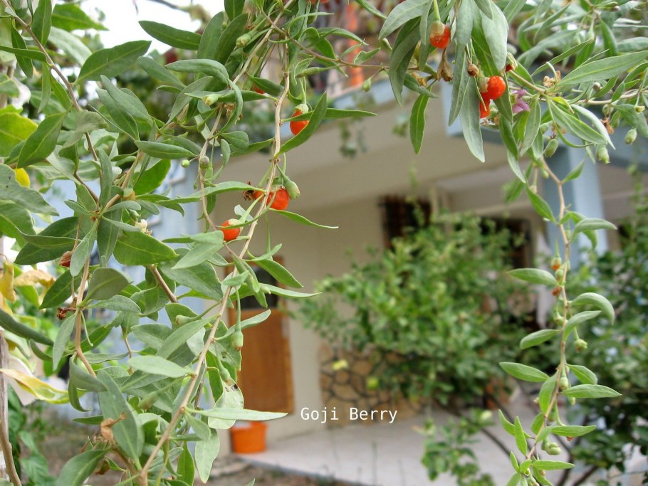 Волчья ягода Дереза обыкновенная