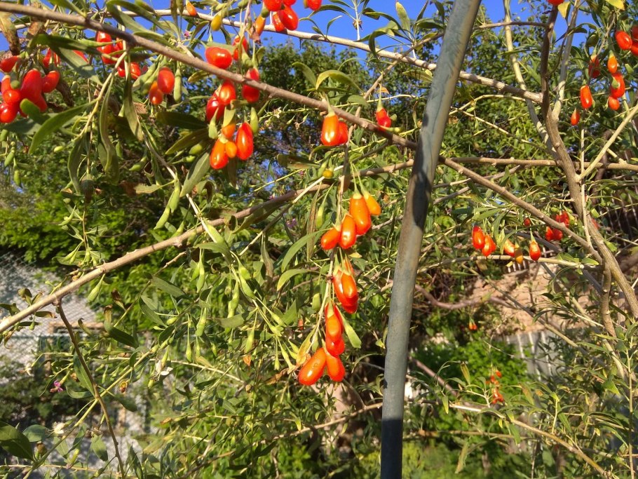 Дереза обыкновенная