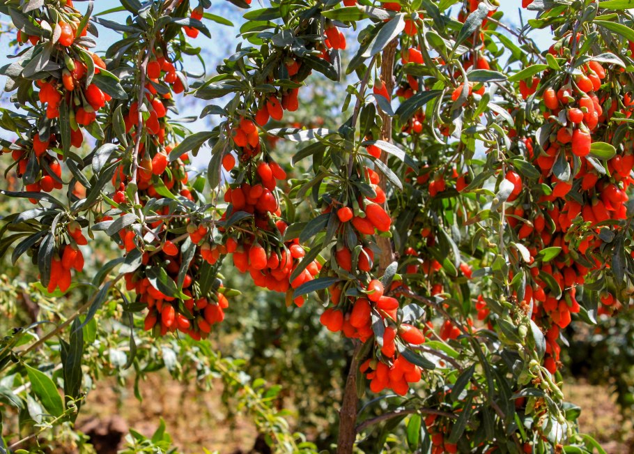 Дереза обыкновенная ягоды годжи