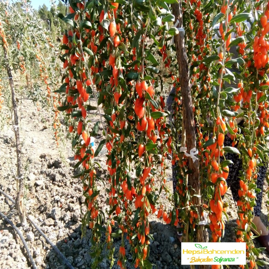 Дереза обыкновенная годжи