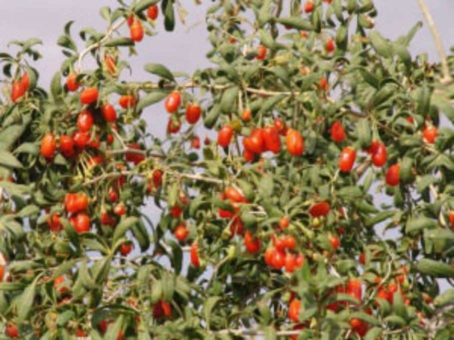 Сорт годжи Лхаса