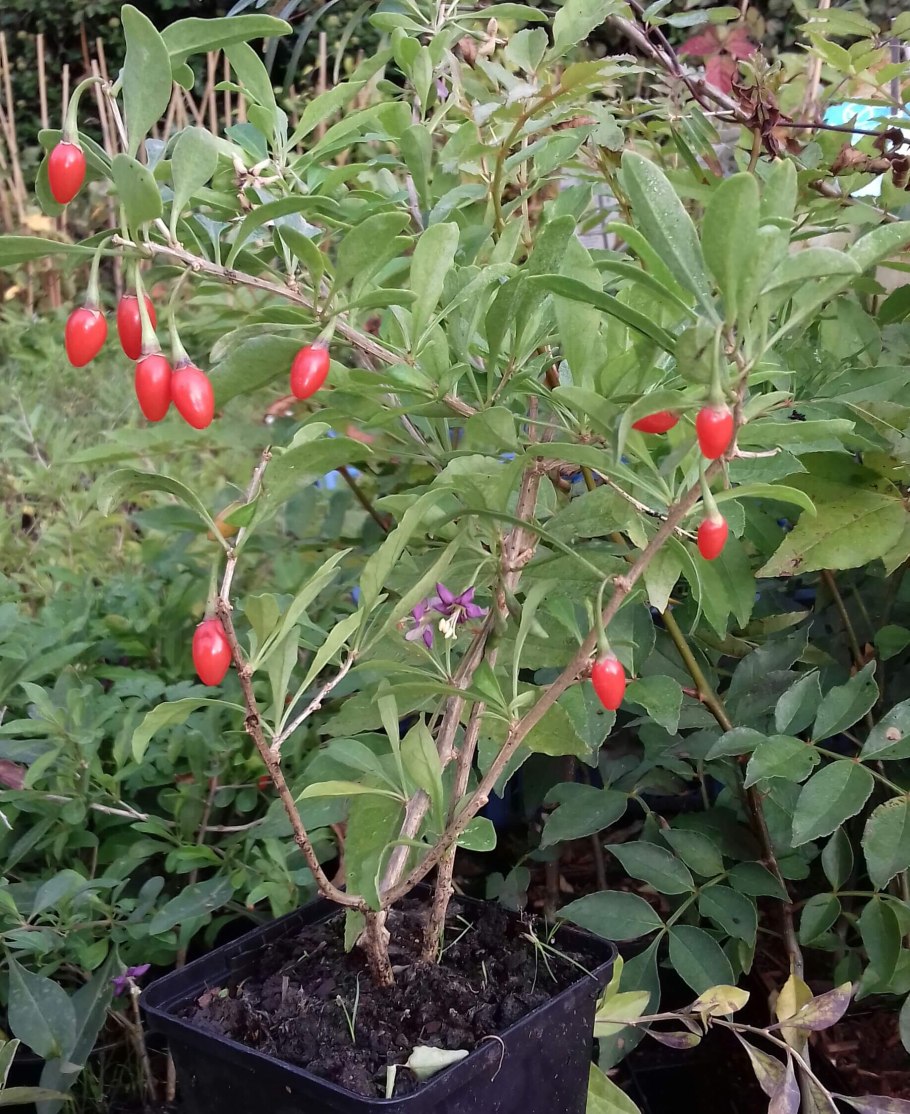 Дереза обыкновенная Нью Биг