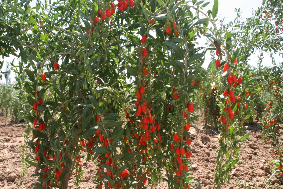 Подвязка ягоды годжи