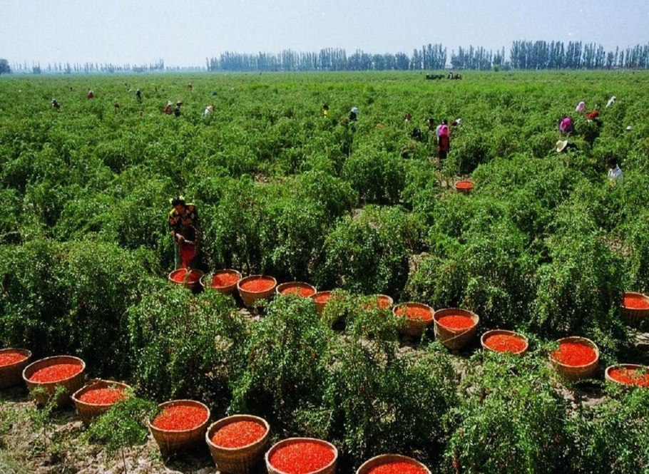 Дереза обыкновенная посадка