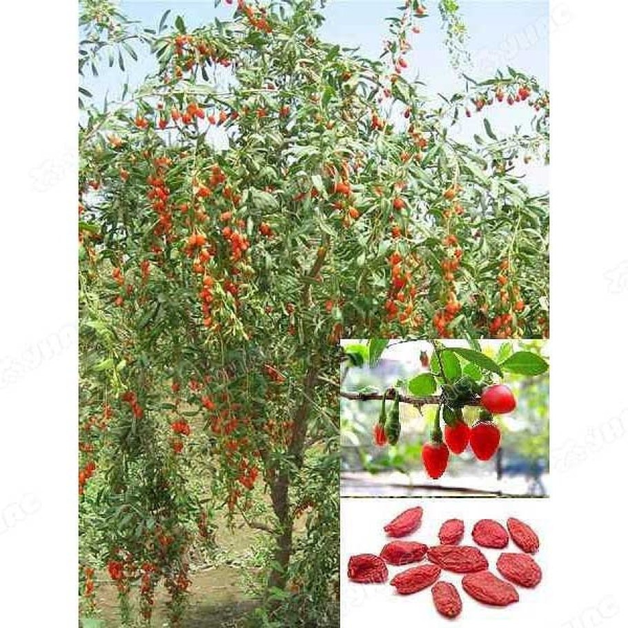 Дереза обыкновенная Нью Биг