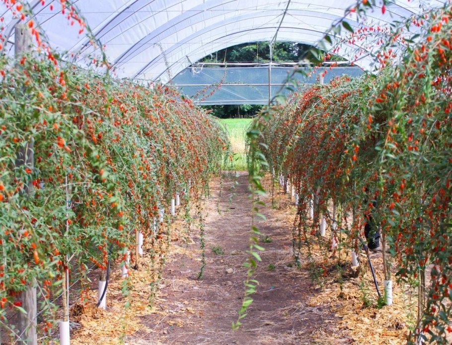 Плантации годжи