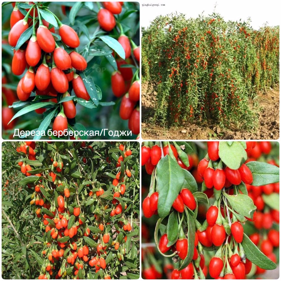 Дереза китайская годжи