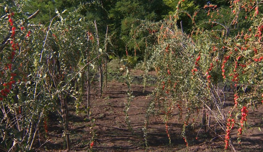 Дереза обыкновенная годжи