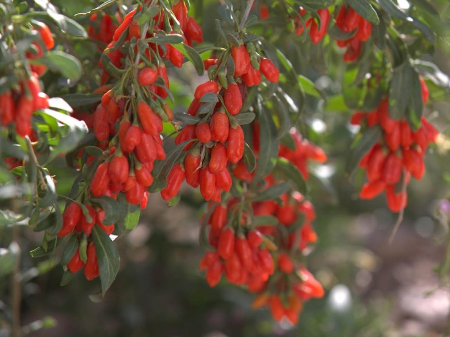 Дереза обыкновенная (ягода годжи) красный Алмаз