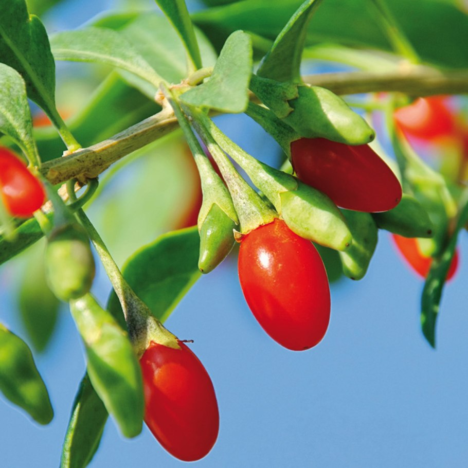 Дереза обыкновенная годжи