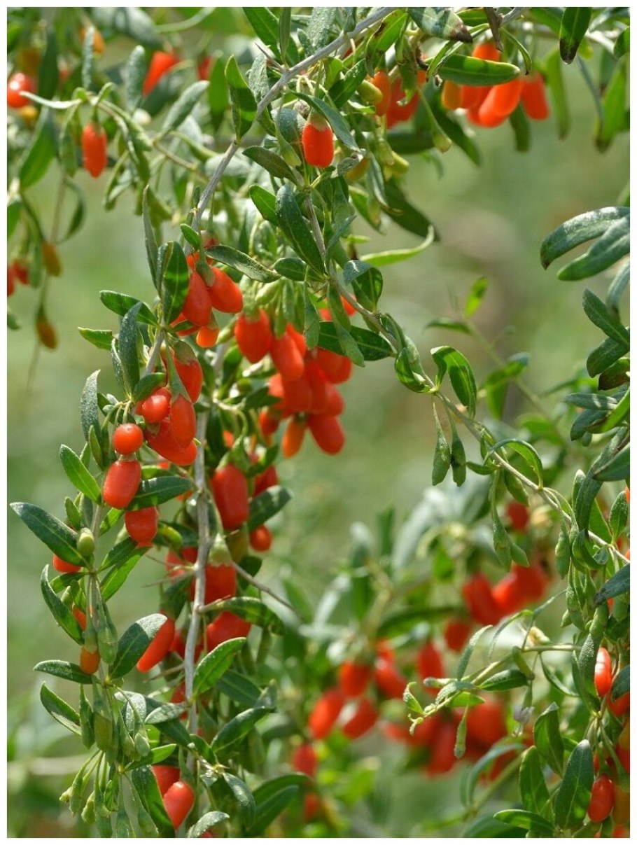 Дереза обыкновенная ягоды годжи
