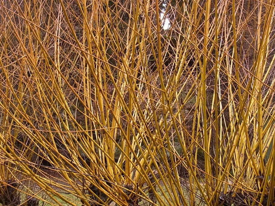 Дерен Флавирамеа