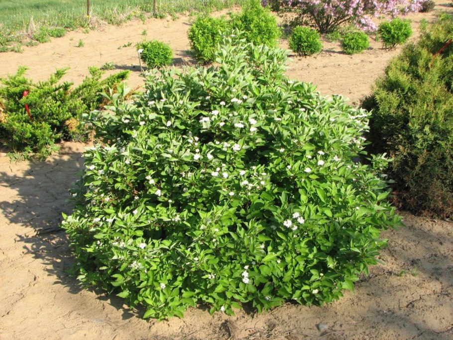 Дерен красный Свидина