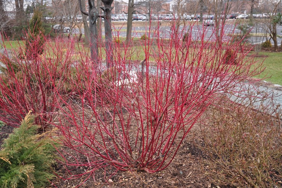 Cornus sanguinea - кизил