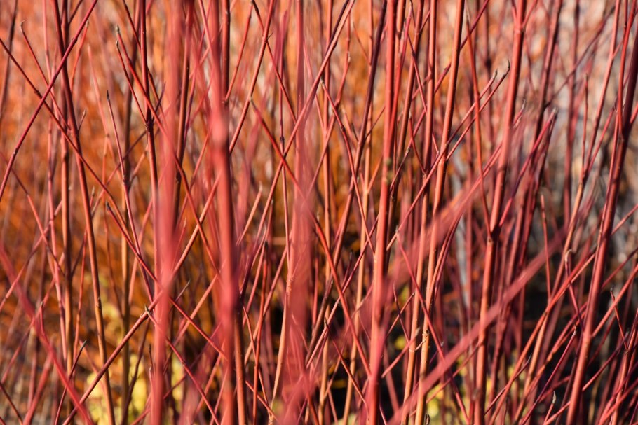 Cornus sericea Cardinal