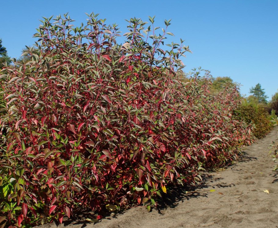 Дерен Кардинал