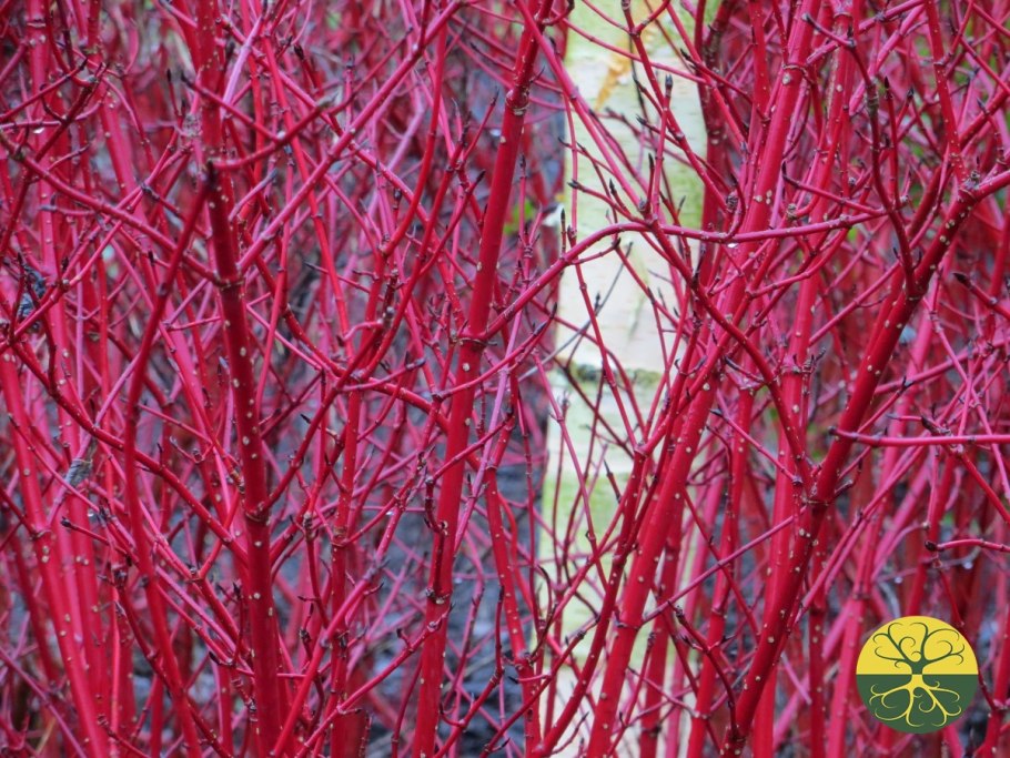 Дерен белый Сибирика