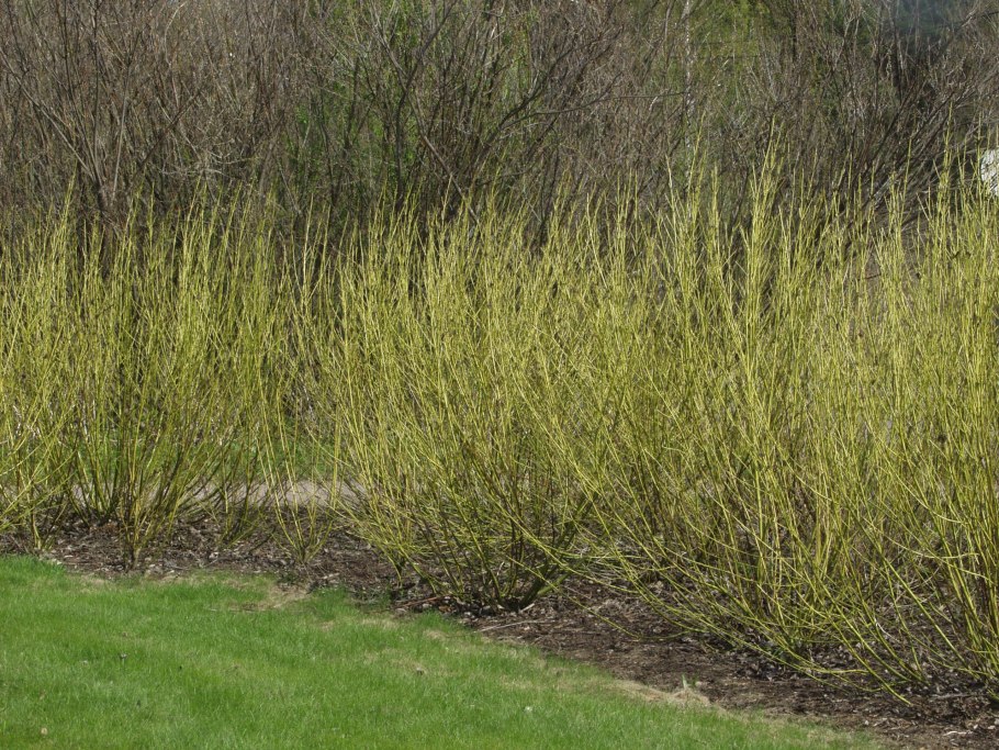 Дерен отпрысковый флавирамеа