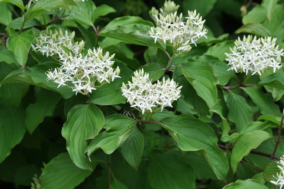 Дерен Сибирика Вариегата зимой