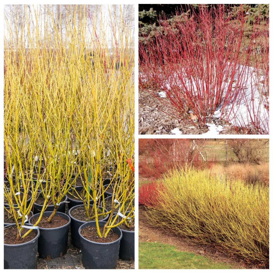 Дёрен отпрысковый Flaviramea