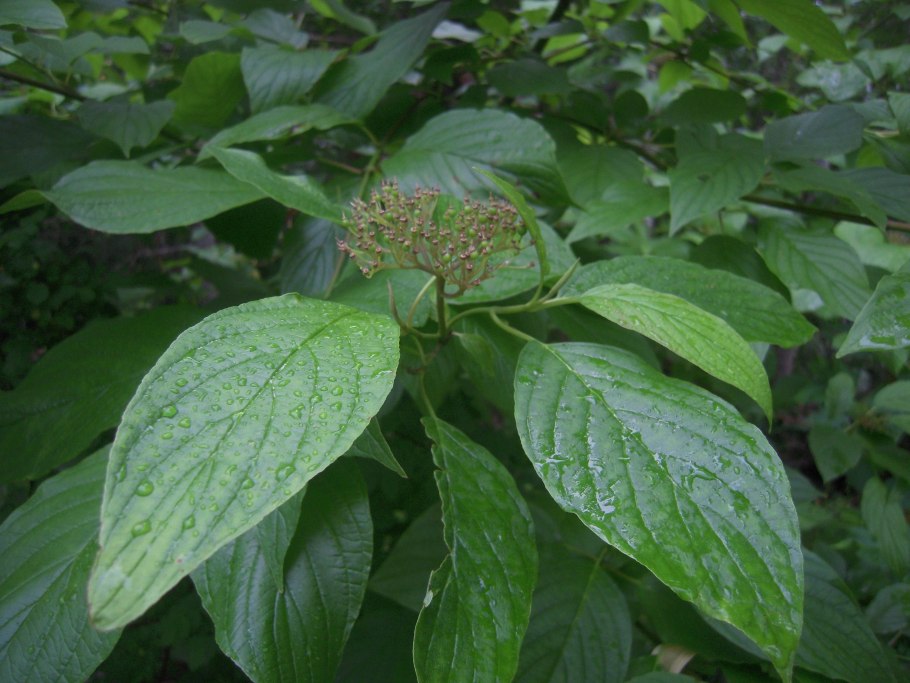 Дерен Сибирика Живая изгородь