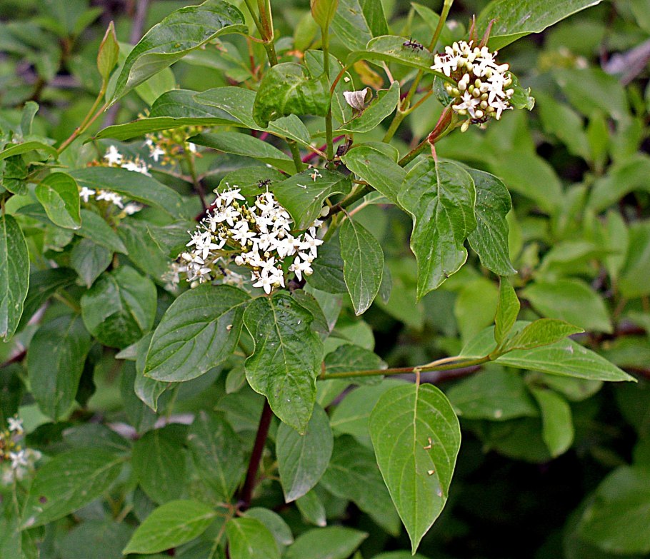 Дерен Исанти