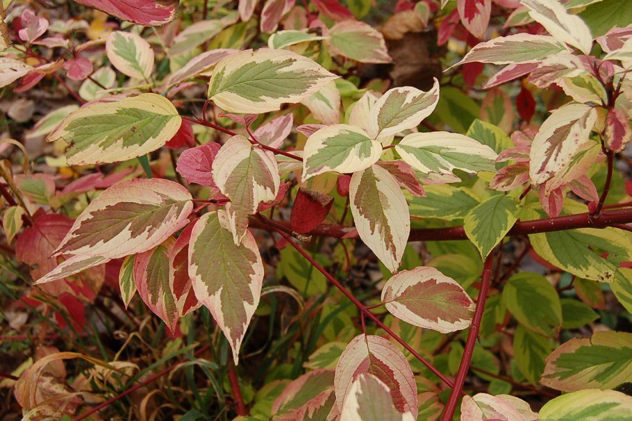 Дерен ауреа