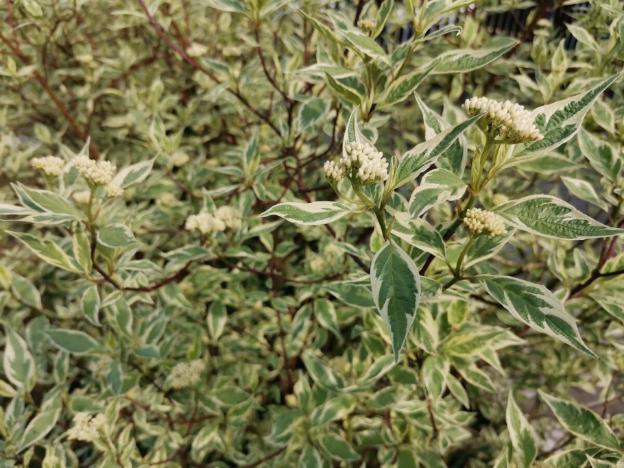 Дерен белый Шпета