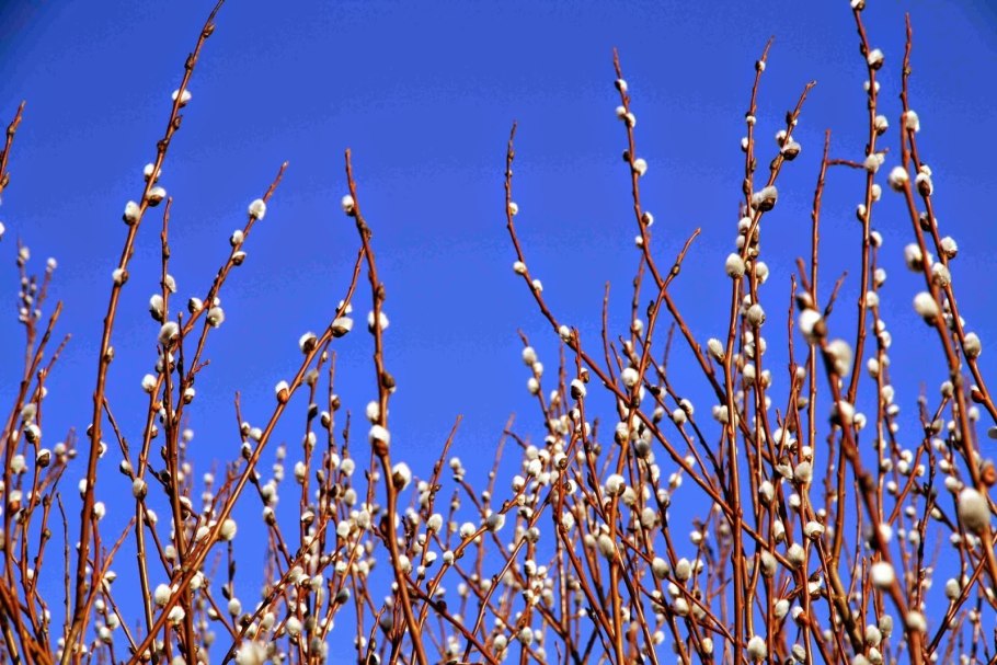 Дерен отпрысковый Келси
