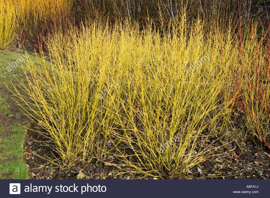 Дерен отпрысковый Cornus stolonifera Flaviramea
