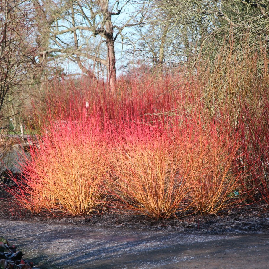 Cornus sericea