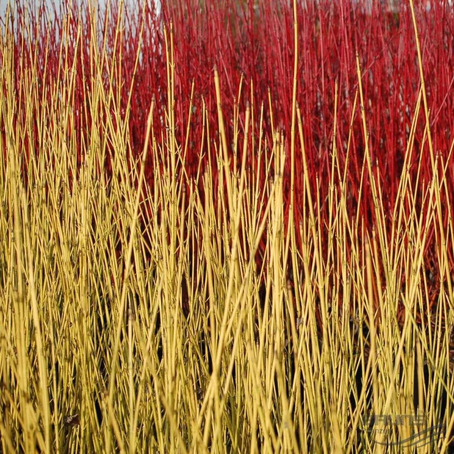 Дерен отпрысковый Келси