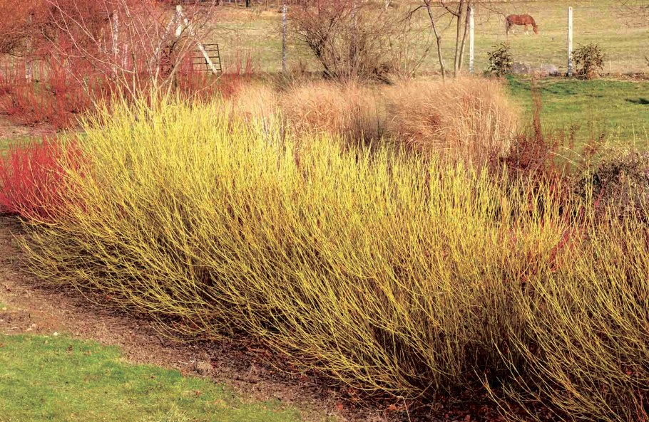 Дерен Ауреа Элегантиссима