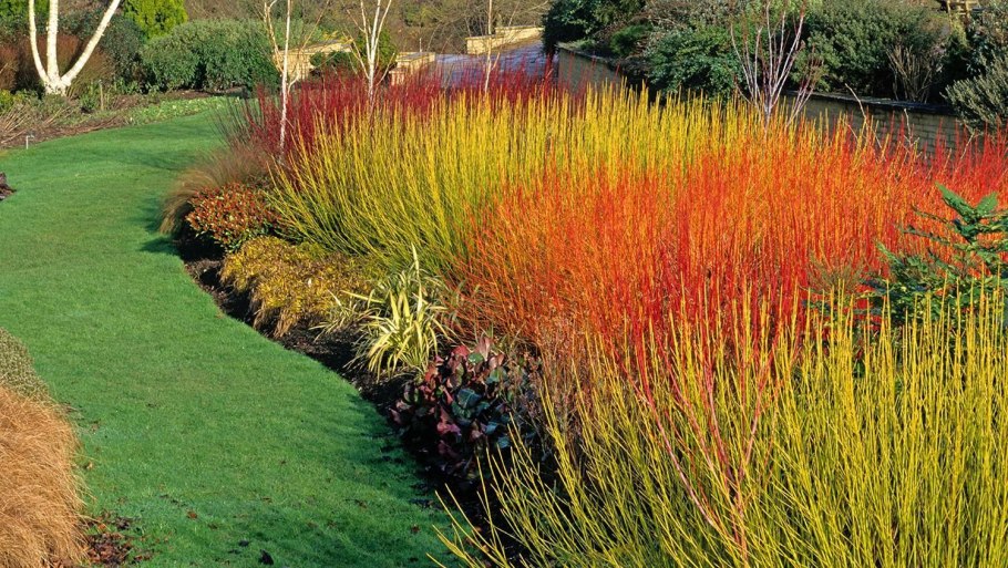 Дерен Флавирамея