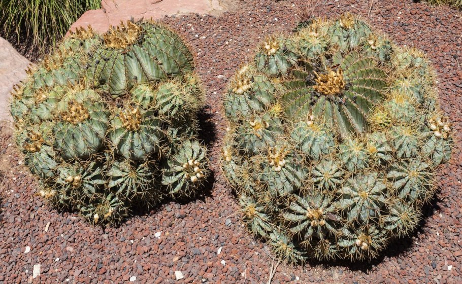 Hamatocactus sinuatus