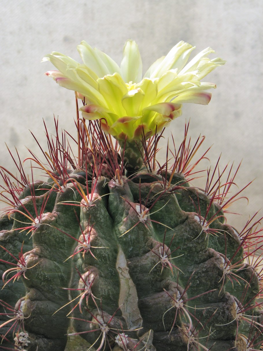 Хаматокактус щетинкоколючковый