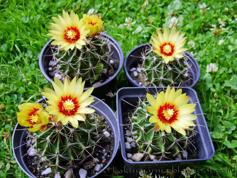 Rebutia xanthocarpa v. aureiflora RW 194