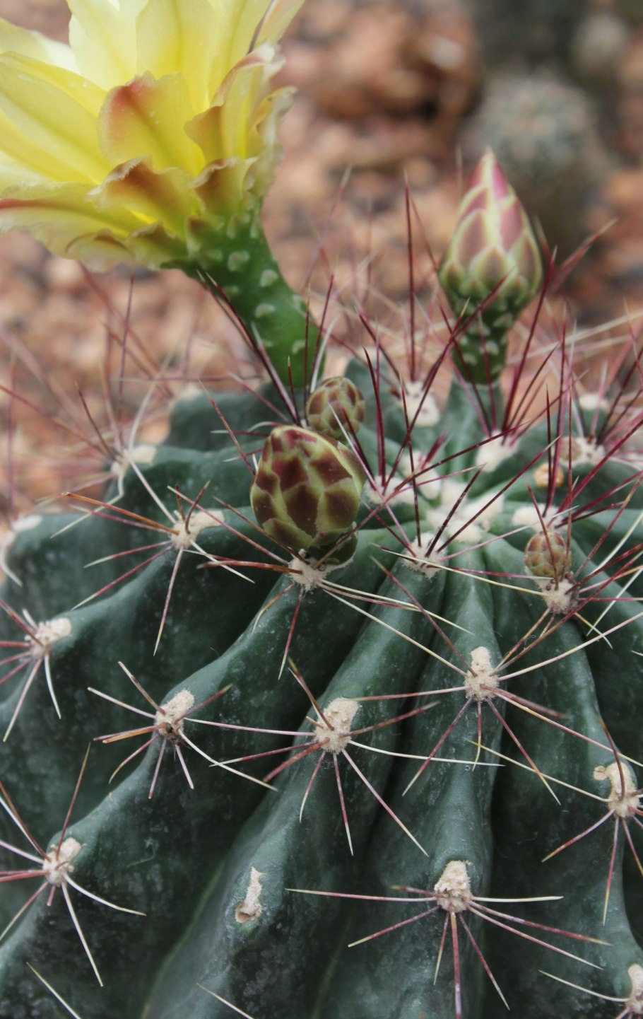 Маммиллярия mainiae