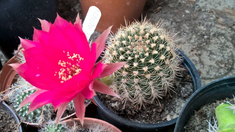 Thelocactus conothelos