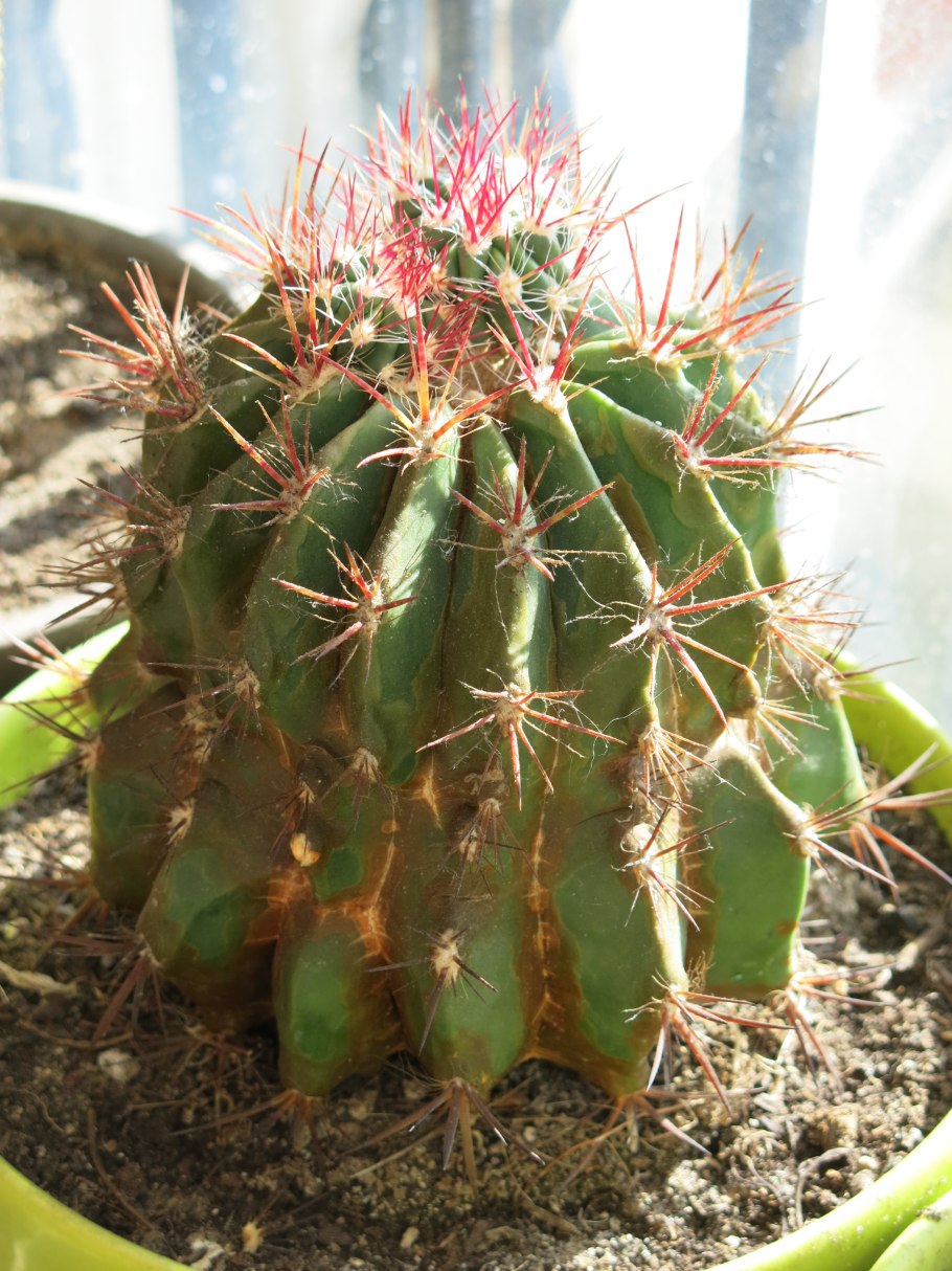 Ferocactus hamatacanthus
