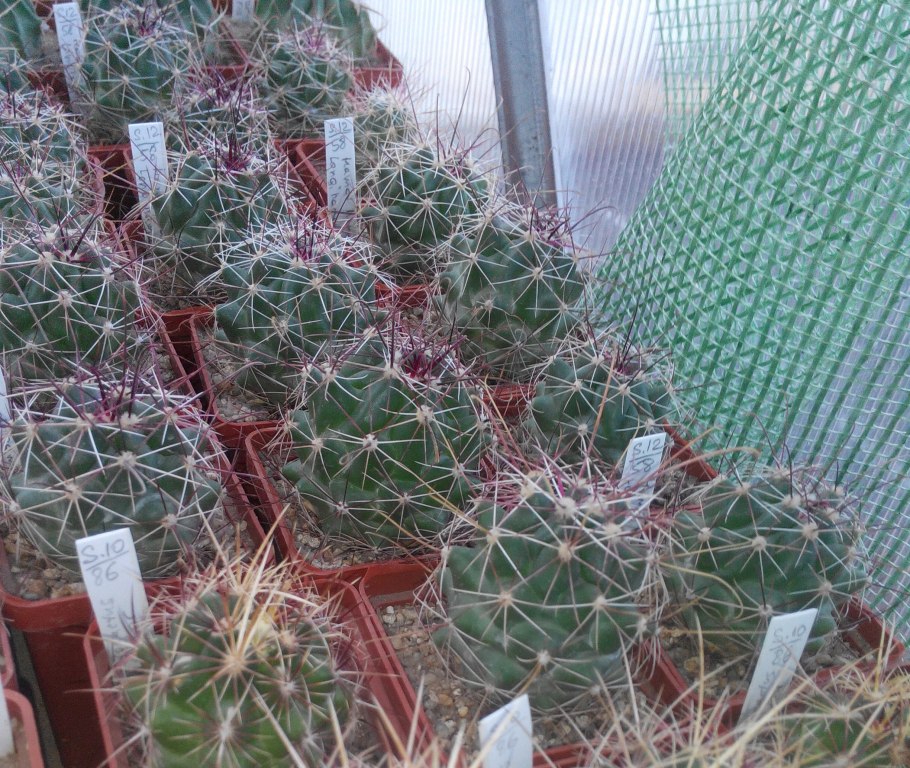 Thelocactus hexaedrophorus fossulatus