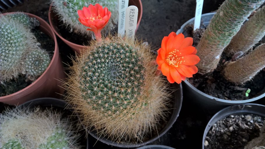 Thelocactus leucacanthus