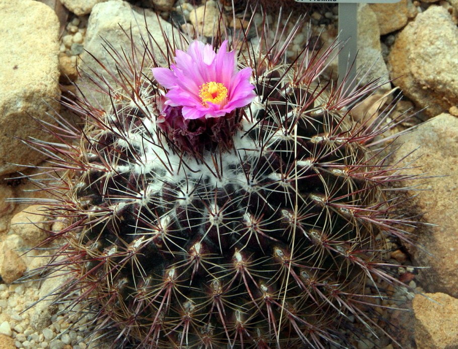 Ferocactus hamatacanthus