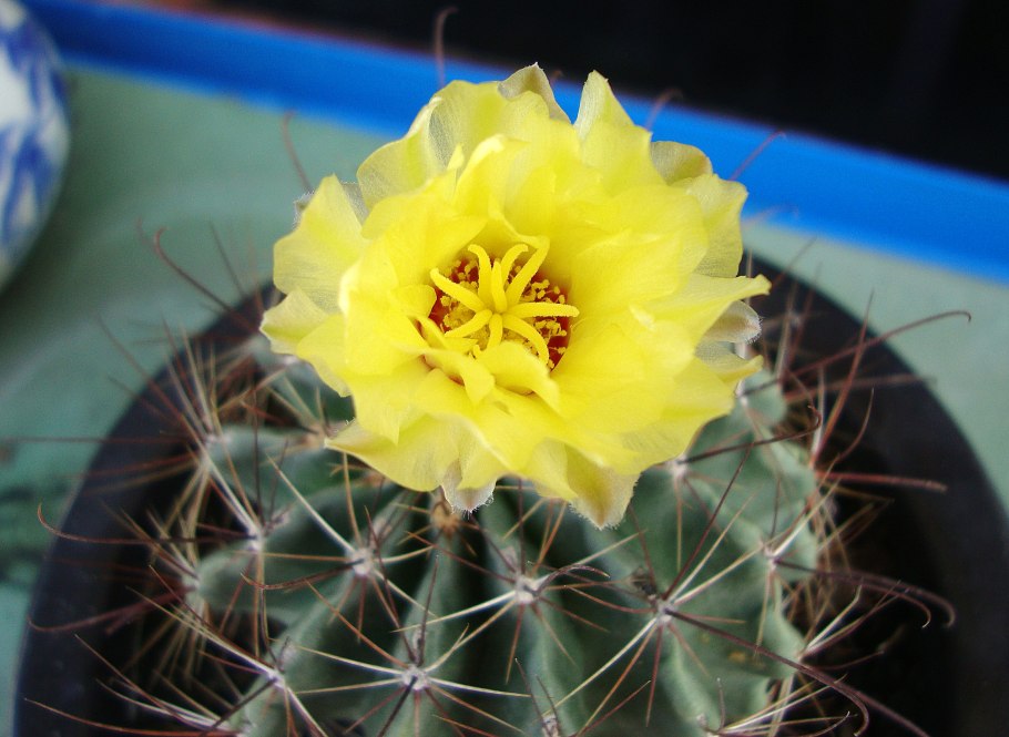 Thelocactus setispinus