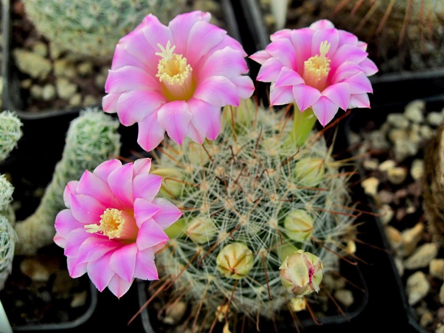 Телокактус (Thelocactus) setispinus