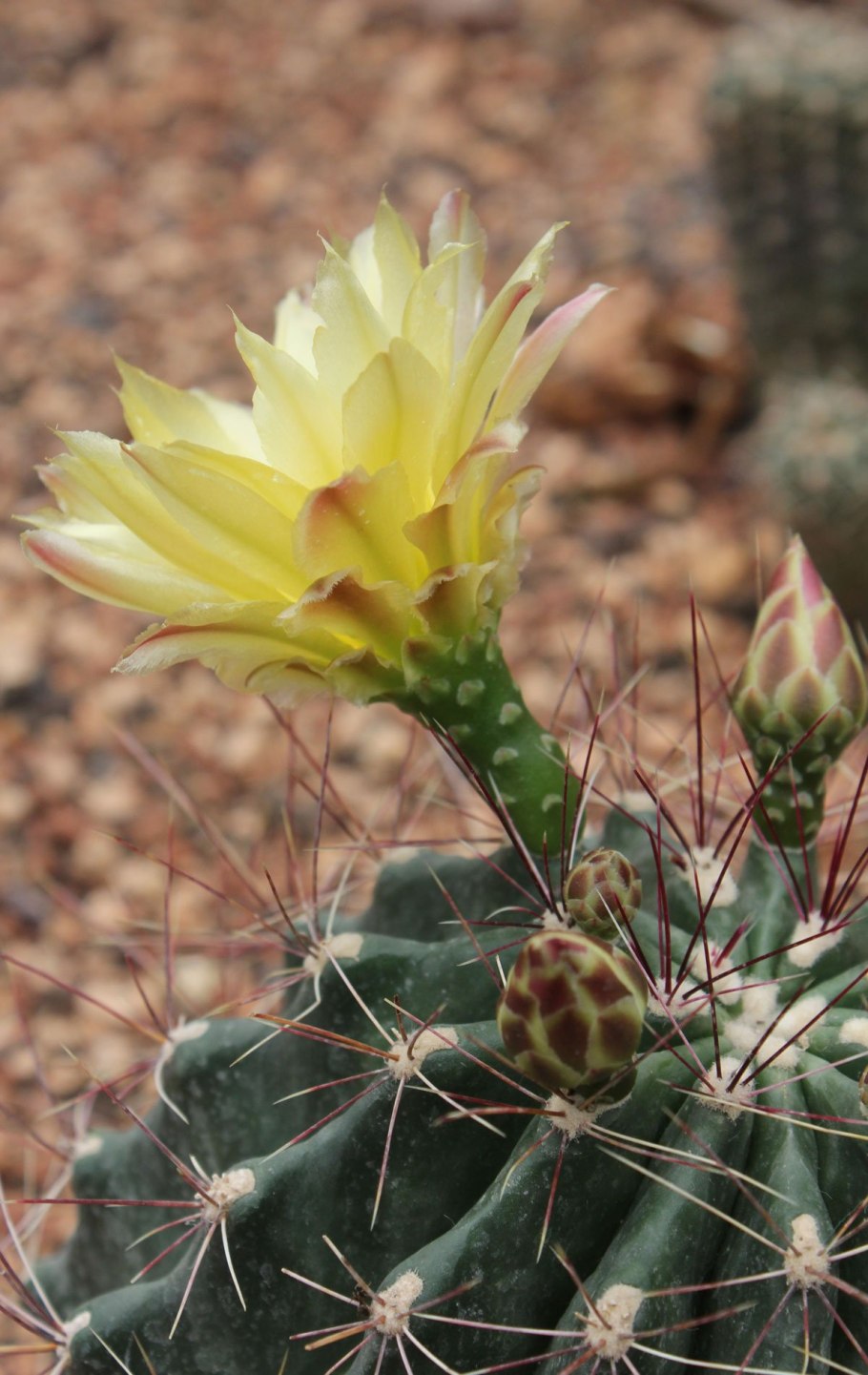 Телокактус Кактус